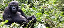 gorillas bwindi-uganda